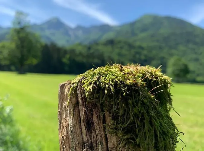 Alpenhotel Dahoam Hotel Schleching
